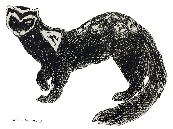 Black and white illustration of the ferret mascot from a yearbook. The mascot appears to have been drawn in pencil or ink and the artwork was signed by Denis Cummings.   